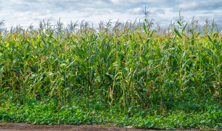 Corn a North American cereal plant that yields large grains, or kernels, set in rows on a cob. Its many varieties yield numerous products, highly valued for both human and livestock consumption.の写真素材