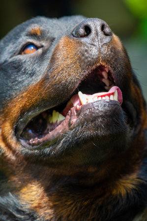 Introducing the ultimate canine companion, the Rottweiler Love Best Fluffy Friend. Unleash your style with these Meet My Rottweiler Pal. A furry friend for life.の写真素材