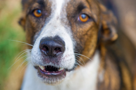 be aware of dogs. Be alert and attentive to dogs in your environment. Respect dog owners and their space. Keep a safe distance from unfamiliar dogs to avoid potential risks or harm.の写真素材