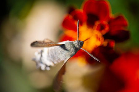 Be captivated by the beauty of nature with this stunning photo of a hawk moth. The bright colors of the flowers complement the vibrant hues of the hawkmoth. NatureIn Focusの写真素材