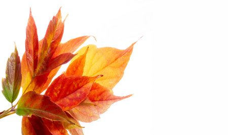 autumn, sketch of autumn in the photo, yellow burgundy red leaves, joyful pictures