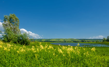 Summer landscape, river floodplain, picturesque shores, bright green grass with wild wildflowers,...