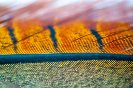 Beautifully designed pheasant feathers with vibrant colors and intricate patterns. A tribute to Mother Nature's unparalleled artistry. Experience the stunning beauty of these unique feathersの写真素材