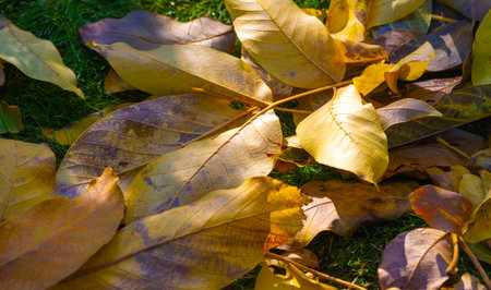 Autumn leaves on the branches of trees. There is something incredibly nostalgic and meaningful about...