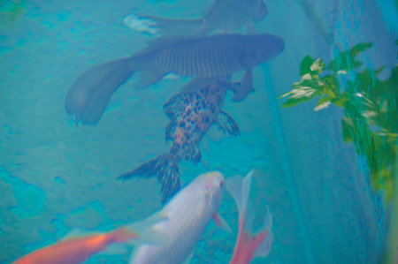 Enjoy the enchanting beauty of koi carp. Unleash your imagination and find peace in a mesmerizing scene. Venture into a world where boundaries disappear and discover limitless beauty.の写真素材