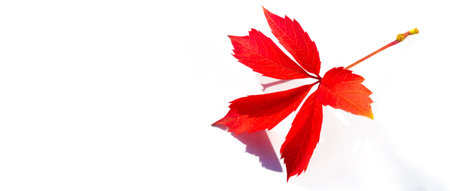 Autumn leaves on a white background. Autumn is old; Dry leaves flew around; He collected the gold...