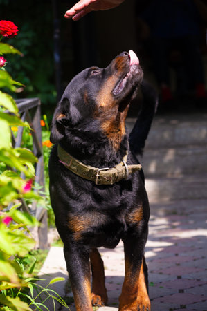 Meet your new best friend, your Rottweiler pal. Find love and companionship with our furry friendsの写真素材