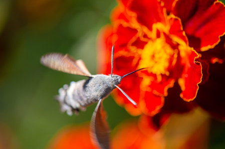 Featured image: A vibrant hawk moth sitting on a colorful flower. NatureIn Focus captures the beauty of nature. This image shows stunning shapes and exquisite details.の写真素材