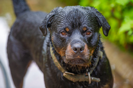 A loyal and trustworthy companion, this handsome Rottweiler is the epitome of canine friendship. Man's best friendの写真素材