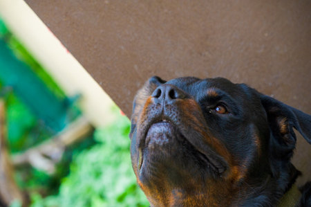 Fearless and authoritative guardian Quietly radiates a sense of power The embodiment of the essence of Rottweiler lifeの写真素材