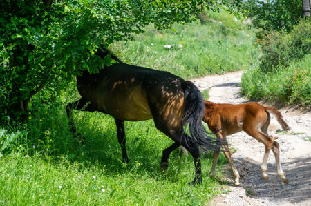 In a world full of carrots, this horse prefers to snack on nature's buffet! Grass Loverの写真素材