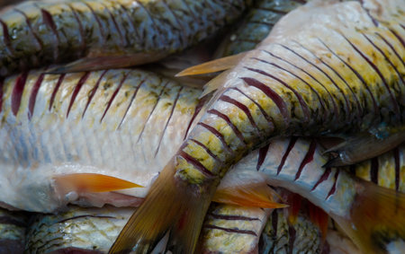 The fish is ready to eat. Fatty fish are also particularly rich in long-chain omega-3 fatty acids, which help support heart health.の写真素材