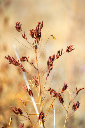Soak up the tranquil atmosphere of the medicinal herb Licorice, which elegantly combines the magic of autumn with brown hues.の写真素材