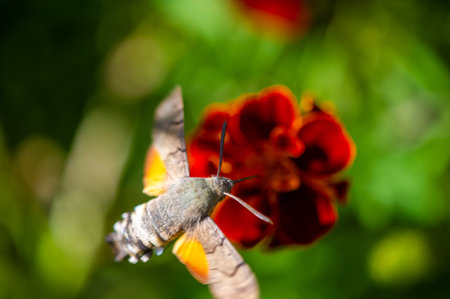 A bright flower and a bright hawk moth create a charming image. Nature is shown in all its glory in this stunning photo. This photograph captures the delicate balance of nature's colors.の写真素材