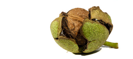 Walnut. The best thing about walnuts is the smell.