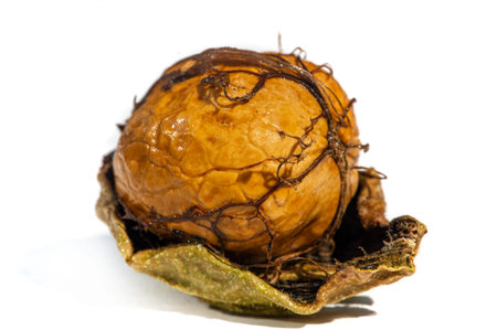 Walnut. If you can't make a cup of walnuts, you have no soul