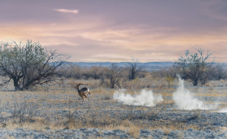 Autumn, Steppe. Prairies. The steppe animal runs in panic, a cloud of dust bursts out from under its hooves. Antelopeの写真素材