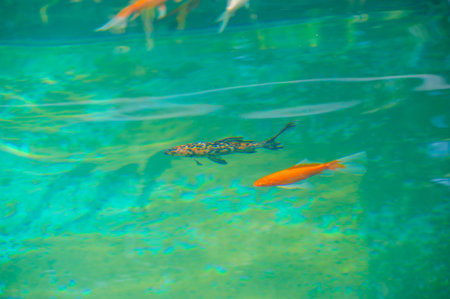 Enjoy the enchanting beauty of koi carp. Unleash your imagination and find peace in a mesmerizing scene. Venture into a world where boundaries disappear and discover limitless beauty.の写真素材