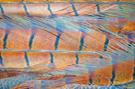 Feather Finesse offers exquisite pheasant feather products. Enjoy the beauty of nature with our stunning products. Elevate your style with our elegant and unique accessoriesの写真素材