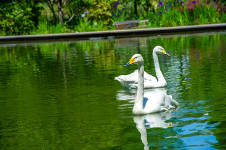 Swans in the Park Pond, Majestic Elegance Witness the beauty of nature as these two swans glide...