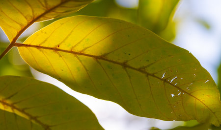Autumn leaves on the branches of trees. When everything looks like a magical oil painting, you know it's autumn!の写真素材