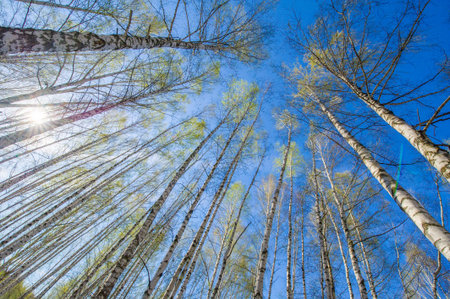Stunning photos of a birch forest in early spring. The tops of the trees are captured against a...