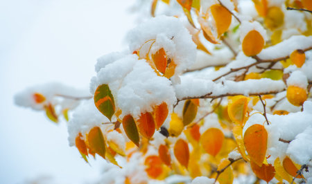 The first snow fell on autumn leaves. With the first autumn colds, life will begin anew