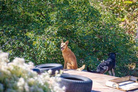 Steeped in Loneliness: These two stray dogs find refuge on a lonely rooftop, their eyes reflecting...