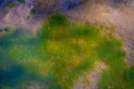 Immerse yourself in pristine wilderness and explore a mountain stream. Experience the rhythmic dance...