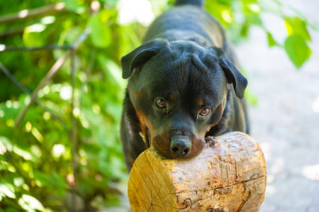 The Rottweiler reflects the essence of loyalty and camaraderie. Exudes unconditional love. A true friend in every senseの写真素材