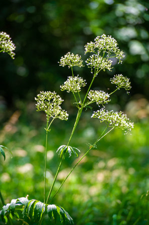 Anthriscus sylvestris, known as cow parsley, wild chervil, wild beaked parsley, Queen Anne's lace or...