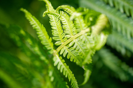 Feel the beauty and vibrancy of nature with fern leaves. Nature is art. Enjoy the beauty of green...