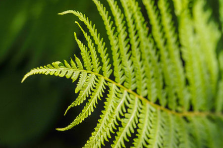Experience the beauty of nature with Fern Leaves Vibrant green leaves that radiate life and...