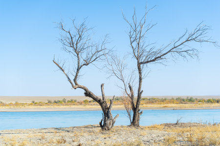 Moody Melancholy: Plunge into the introspective depths of autumn with a hauntingly beautiful scene of a tree skeleton on a riverbank. It's a reminder that beauty exists even in life's fleeting momentsの写真素材