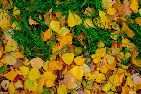 The best time of the year Colorful autumn leaves of birch, deciduous tree with white bark and with...