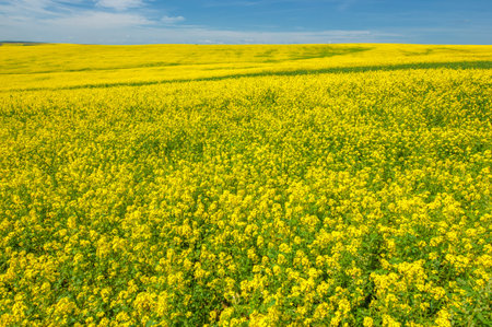 Rapeseed (Brassica napus subsp. Napus) with bright yellow flowering, cultivated thanks to oil-rich...