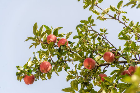 Apples. Apple trees don't need the fruits they produce. However, he gives his whole life to create...