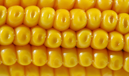 The corn plant is a tall annual grass with a stout, a cereal plant of the cereal family (Poaceae)...