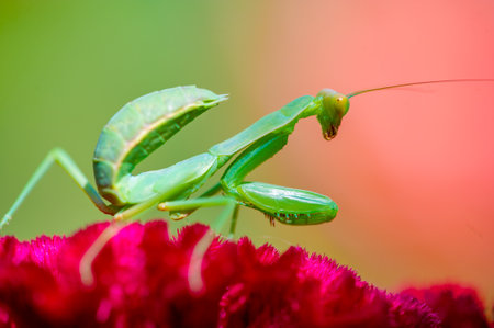 Get to know the fascinating world of the praying mantis. Capture the mysterious look and intricate features of this enchanting creature. Experience the wonder of nature in this astounding photoの写真素材