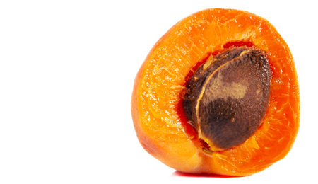 Apricot. Many people have special memories of the smell and taste of sweet ripe apricots on a hot summer day. Maybe they were visiting their grandmother or nibbling fruit over the neighbors fence.の写真素材