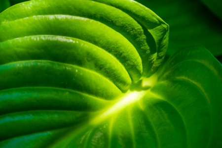 Feel the envy of our exquisite hosta leaves. Intricate veining makes these leaves a green masterpiece. An exciting and luxurious addition to any garden.の写真素材