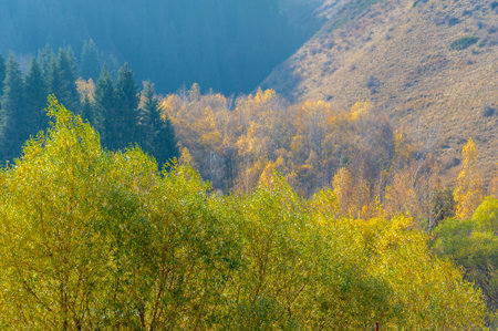 Experience the beauty of autumn in a stunning mountain forest. Immerse yourself in vibrant foliage...