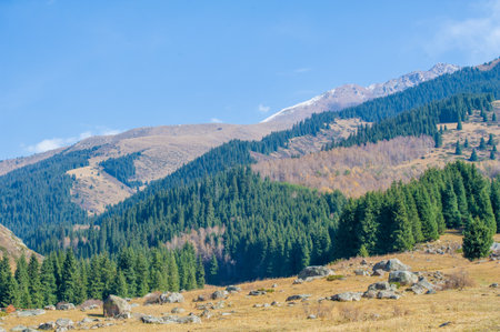 Experience the breathtaking beauty of autumn peaks. Immerse yourself in a sea of vibrant gold hues. Be inspired by the grandeur of nature's autumn splendor.の写真素材