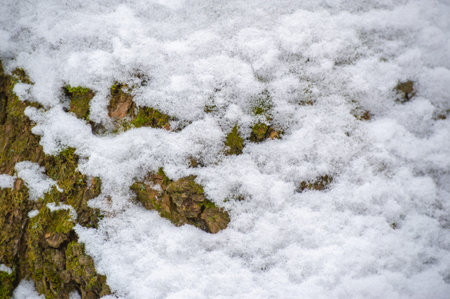 It conveys the peace and serenity of the winter landscape. The purity of the white snow contrasts with the darkness of the tree trunk. Showcases the beauty and complexity of nature in art form.の写真素材