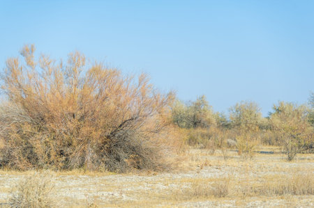 Autumn, Steppe. Prairies. Lost in the serene expanses of the autumn steppe, a lonely tree appears as a sublime reminder of the greatness of nature - a silent guardian,の写真素材