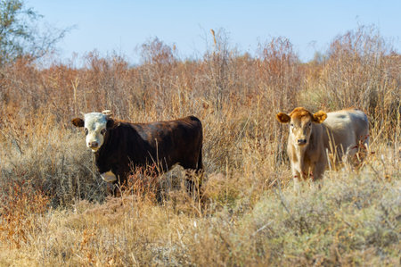 Autumn, Steppes. Prairies. cows are grazing. When your mood matches the serene autumn steps... Calfi...