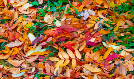Autumn photography, leaves in the fall, At this time of the year the trees seem to come to life, breaking from orange, red and copper leavesの写真素材