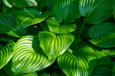 Escape to a world of tranquility with beautiful hosta leaves. Intricate patterns and shades of green...