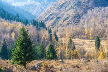 Immerse yourself in the beauty of autumn in a mountain forest. Feel the golden shades of firs. Get lost in a mesmerizing canvas of flowers.の写真素材