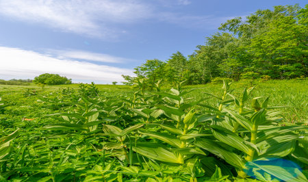 Spring, landscape with a cloudy sky. water meadows, floodplains, ravines. an area of ââlow-lying ground adjacent to a river, formed mainly of river sediments and subject to flooding.の写真素材